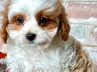 2 aylık tatlı cavalier king charles yavrularımız ailelerini bekliyor