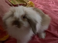 Hollanda lop tavşanı