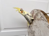 Sultan Papağanları