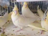 Lutino Sultan Papağanı Sağlıklı