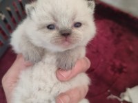 Farklı cins kediler mevcuttur