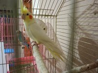 Lutino sultan papağanı