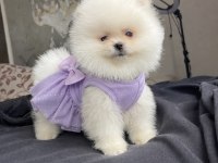 Ayı surat pomeranian boo yavrular