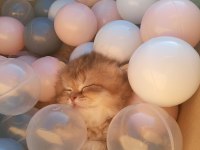 British Longhair Yavru Kediler