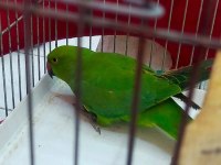 Yavru pakistan papağanı 7 aylık