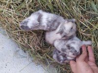 Cüce Ve Lop Tavşan