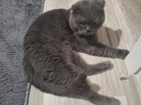 Kısırlaştırıp Sahiplendirilecek Scottish Fold