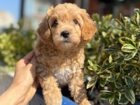 Orjinal maltipoo yavrular