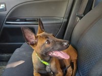 5 aylık safkan belçika kurdu