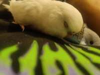 Ev Üretimi Muhabbet Kuşu Tamamen Evcil Takımlarda Var Üreyen