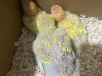 El Besleme Sarı Monk Papağanı Yavrum