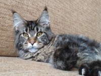 Dişi Ve Erkek Maine Coon İyi Kalite