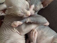 Sfenks Yavru Kedilerim