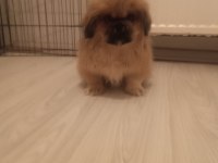 İmperial Yavrumuz Yeni Yuvasını Arıyor