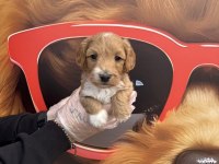 Irk Garantili Maltipoo Yavrularımız