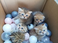 British Shorthair Yavru Kedimiz