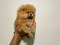 Üst Kalite Pomeranian Bebeklerimiz