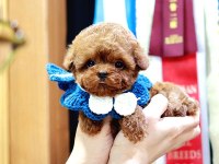 Toy Poodle Yavrum