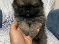 A Kalite Pomeranian Çanta Boy