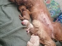 Teacup Küçük Boy Poodle Bebeklerim