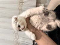 Teslime Hazır Scottish Fold Pamuk Gibiler