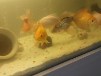 Balıklar Ve Akvaryum