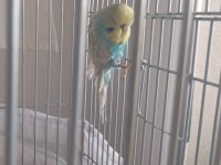 Şov Jumbo Muhabbet Kuşları