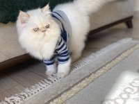 İran Persian Kedimiz