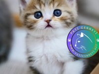 Şeker Suratlı Black Golden British Shorthair Yavrumuz