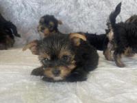 Teslime Hazır Safkan Yorkshire Terrier Irkının En Güzelleri