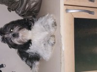 Shih Tzu Yavru Köpeği