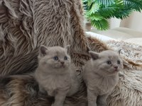 Sevimli British Shorthair Bebekler