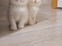 Her Kodda Disi Erkek Show Kalite Safkan