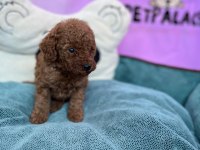 Red Brown Toy Poodle Bebekler