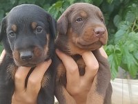 A kalite doberman yavrular