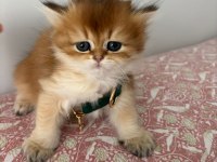 British Longhair / Shorthair & Golden Point