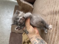 British Shorthair Yavrular Yeni Yuvalarına Hazır