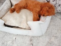 Harika Bir Köpektir