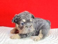 Tr Deki En Yeni Ve Üst French Bulldoglar