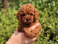 Orjinal poodle köpekleri