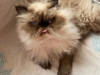 İran himalayan tatlı kedimize yuva arıyoruz