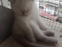 Adana Scottish Blue Point Dişi 45 Günlük Kedimiz