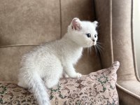 Full şecereli anne babasını özel british bebeği