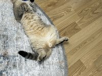 British Oğlumuz Oscar İçin İyi Bakabilecek Birini Arıyoruz