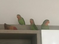 Bebek Papağanlar Hazır