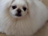 Safkan Pekinez Yavru Köpekler