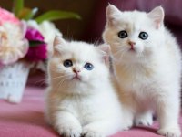 Kar Beyaz Silver British Shorthair