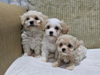 Maltipoo Bizimle Tanışmadan Karar Vermeyin