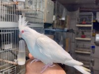 Albino Sultan Papağanı 40 Günlük