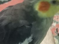 Erkek Sultan Papağanı Kayıp İlanı